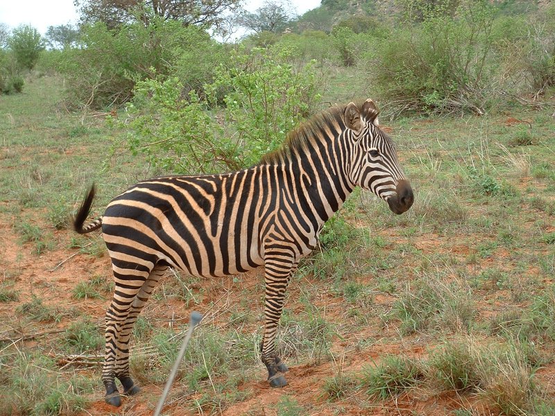 gal/Honeymoon/Tsavo East/DSCF0070.JPG